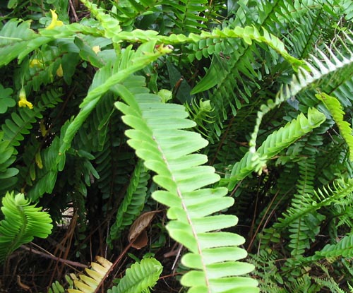Nephrolepis: assistenza domiciliare