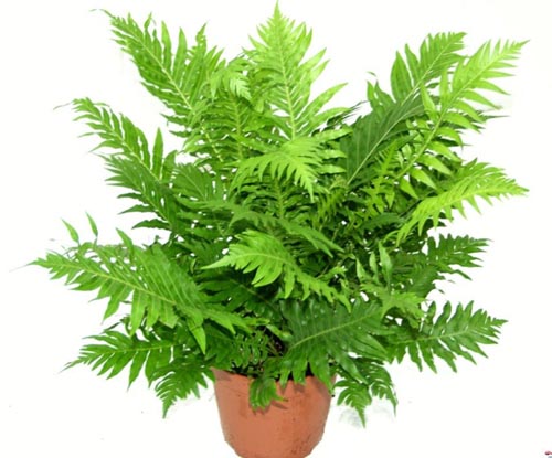 Nephrolepis. riproduzione