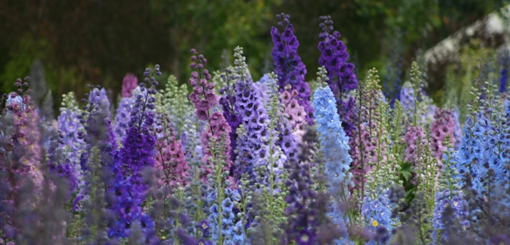 Delphiniums della Nuova Zelanda