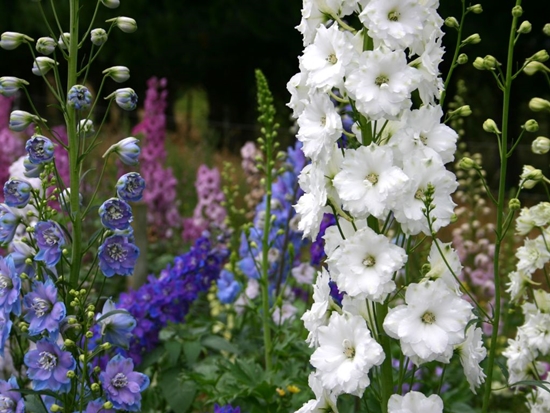 Delphiniums della Nuova Zelanda