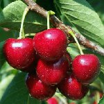 Potatura di ciliegie dolci
