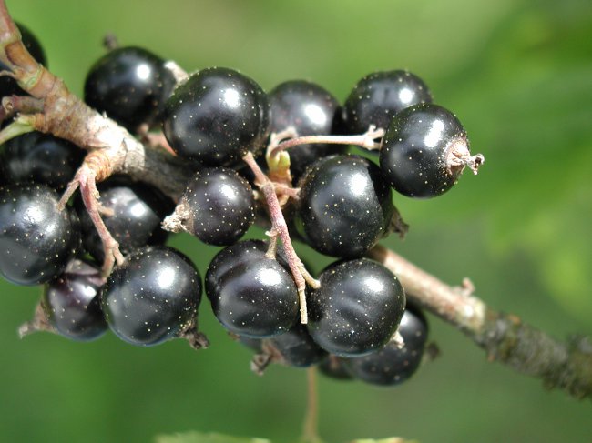 Ribes tagliato: ribes nero