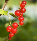 Ribes ribes: ribes rosso e bianco Ribes ribes: ribes rosso e bianco