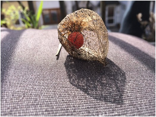 Informazioni generali su physalis, nonché consigli per la crescita e la cura