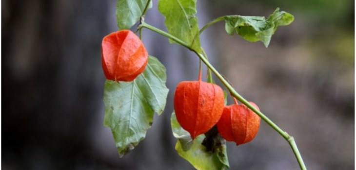 pianta physalis