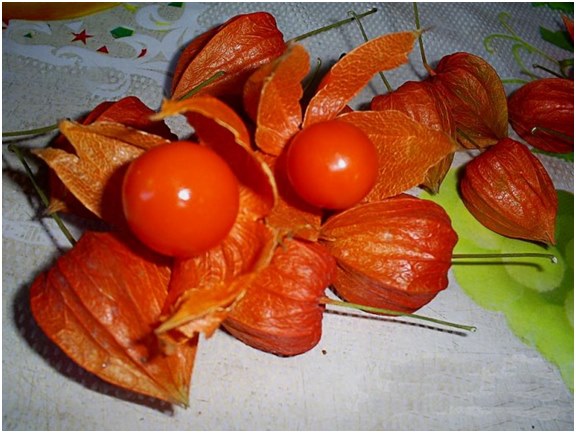 bacche di physalis
