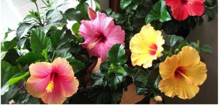 fiore di ibisco