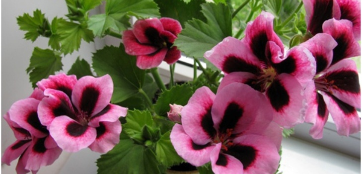 Fiore di Pelargonium