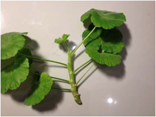 Gambo di Pelargonium