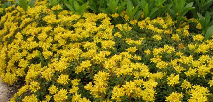 Pulizia, sedum, erba di lepre! Coltivazione di piante grasse nell'aiuola e sul davanzale della finestra