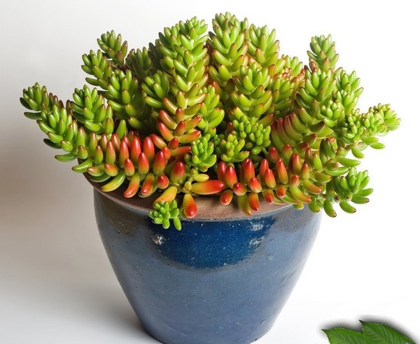 Pulizia, sedum, erba di lepre! Coltivazione di piante grasse nell'aiuola e sul davanzale della finestra