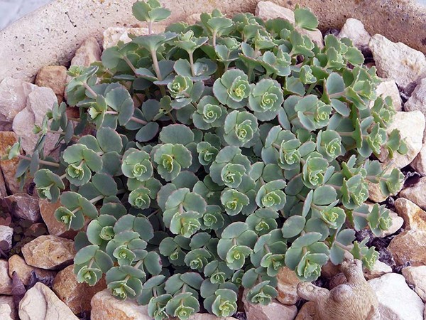Pulizia, sedum, erba di lepre! Coltivazione di piante grasse nell'aiuola e sul davanzale della finestra