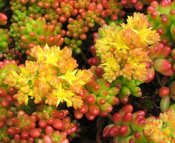 Pulizia, sedum, erba di lepre! Coltivazione di piante grasse nell'aiuola e sul davanzale della finestra