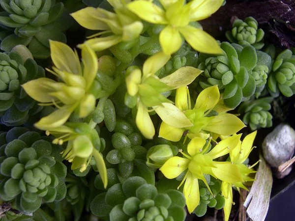 Pulizia, sedum, erba di lepre! Coltivazione di piante grasse nell'aiuola e sul davanzale della finestra
