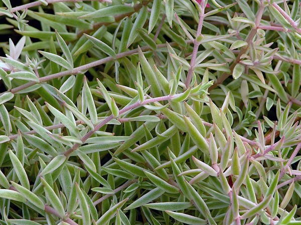 Pulizia, sedum, erba di lepre! Coltivazione di piante grasse nell'aiuola e sul davanzale della finestra