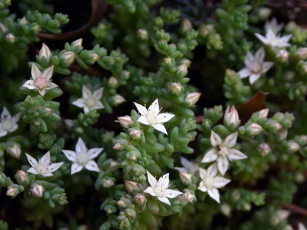 Pulizia, sedum, erba di lepre! Coltivazione di piante grasse nell'aiuola e sul davanzale della finestra