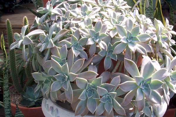 Pulizia, sedum, erba di lepre! Coltivazione di piante grasse nell'aiuola e sul davanzale della finestra