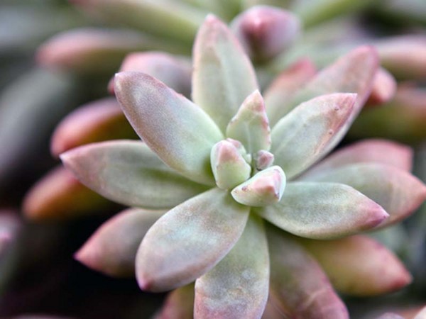 Pulizia, sedum, erba di lepre! Coltivazione di piante grasse nell'aiuola e sul davanzale della finestra