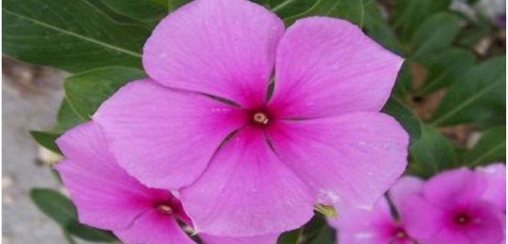 fioritura di periwinkle