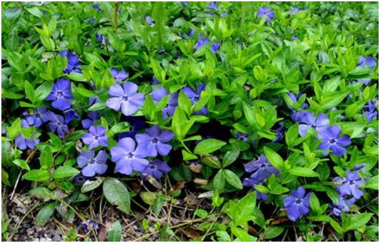 fiorisce i periwinkle