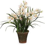 Orchid Cymbidium: Cura e contenuto Orchid Cymbidium: Cura e contenuto