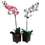 L'orchidea non fiorisce: cosa fare? L'orchidea non fiorisce: cosa fare?