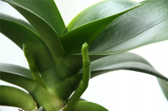 L'orchidea non fiorisce: cosa fare? L'orchidea non fiorisce: cosa fare?