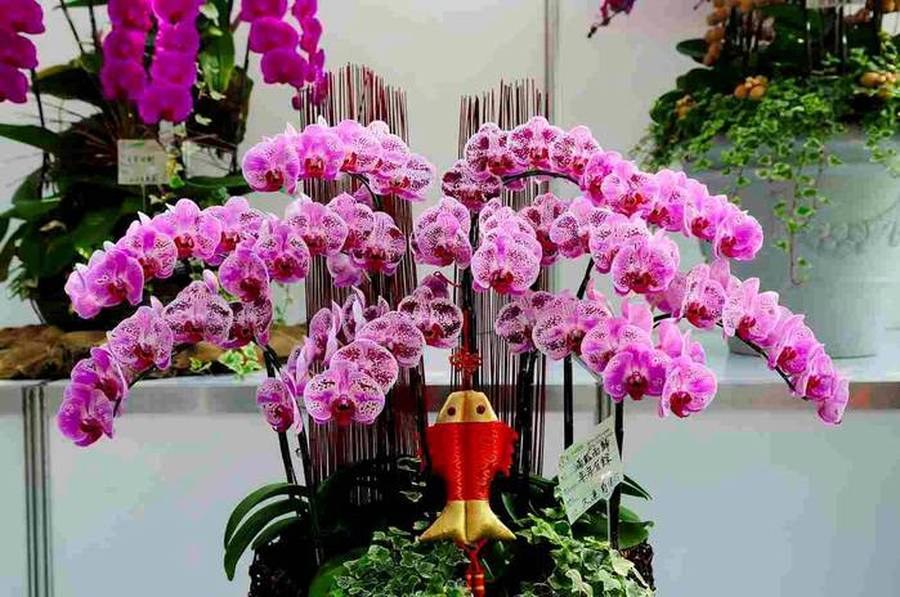 fiore di orchidea