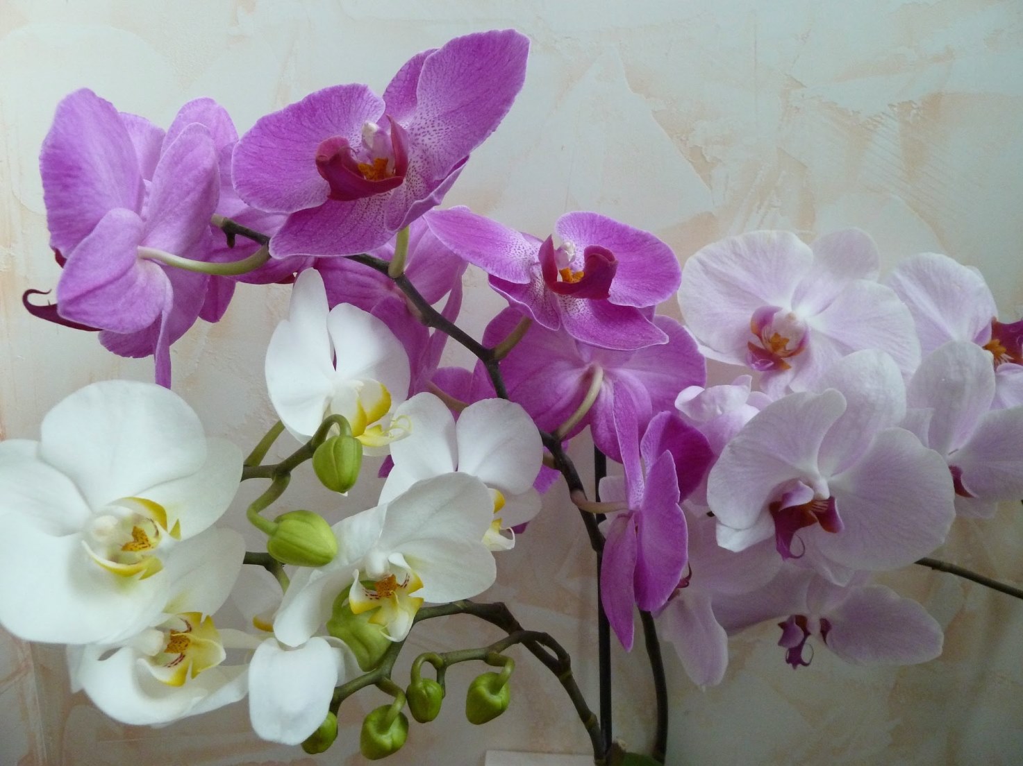 orchidea multicolore