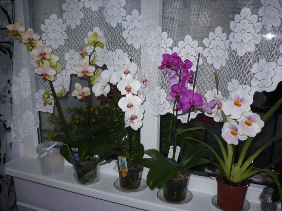 Orchidea: cura domestica