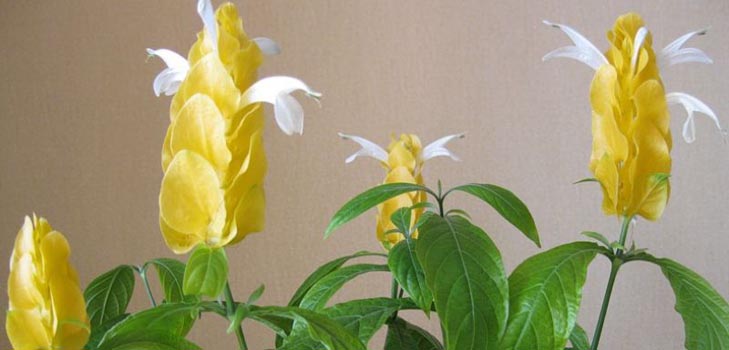 Pachistahis: foto e cura a casa