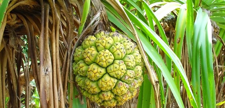 Pandanus