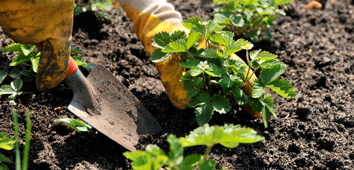 Trapianti di fragole Trapianti di fragole