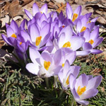 Primrose nel giardino Primrose nel giardino