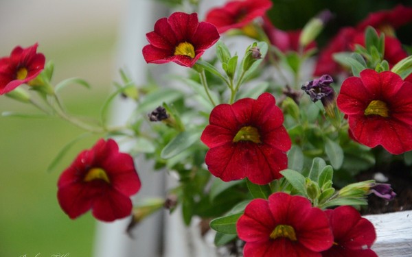 Piantare la petunia e prendersi cura di lei