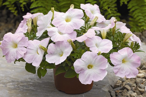 Piantare la petunia e prendersi cura di lei
