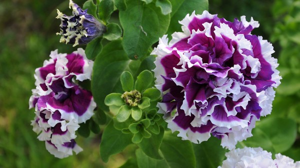 Piantare la petunia e prendersi cura di lei
