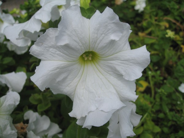 Piantare la petunia e prendersi cura di lei