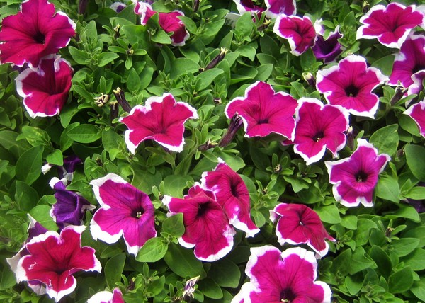 Piantare la petunia e prendersi cura di lei