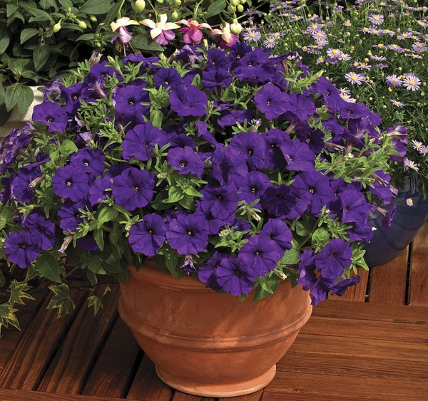 Piantare la petunia e prendersi cura di lei