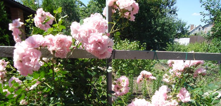 Piantare e curare la rosa rampicante
