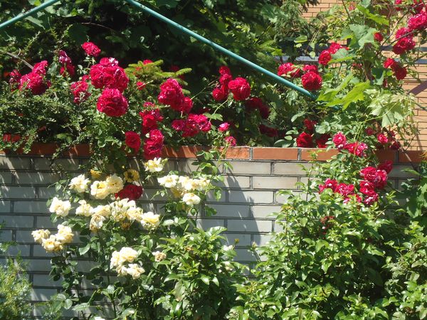 Piantare e curare la rosa rampicante