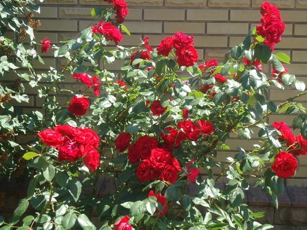 Piantare e curare la rosa rampicante