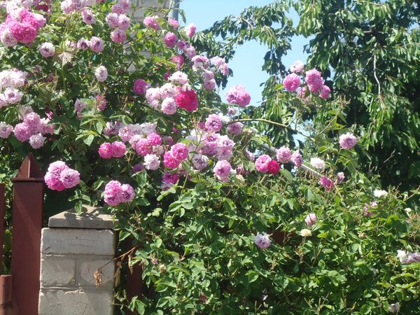 Piantare e curare la rosa rampicante