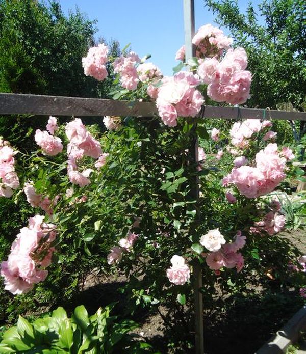 Piantare e curare la rosa rampicante