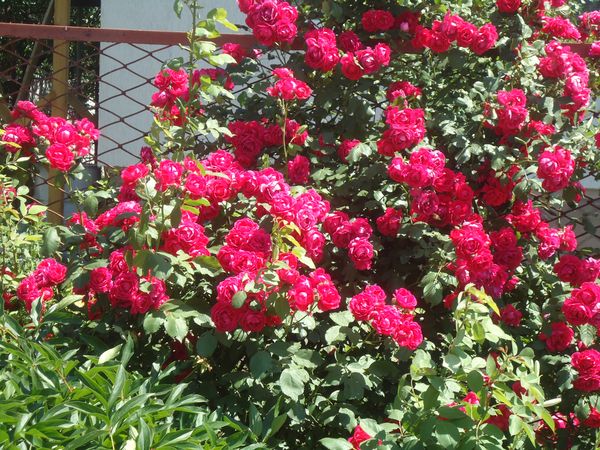 Piantare e curare la rosa rampicante