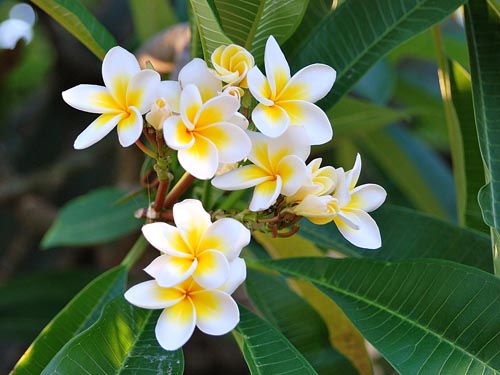 Riproduzione di plumeria