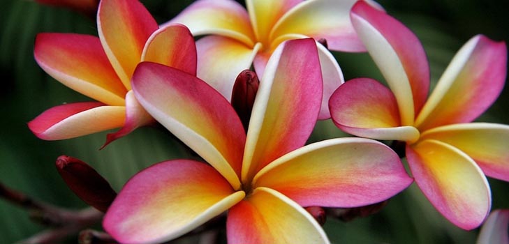Plumeria: foto e cura a casa