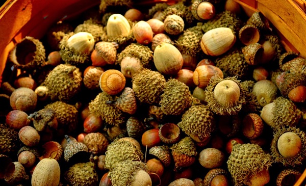 Artigianato di castagne sul tema dell'autunno