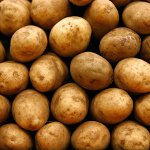 Preparazione di patate per piantare Preparazione di patate per piantare